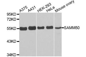 Western Blotting (WB) image for anti-Sorting and Assembly Machinery Component 50 Homolog (SAMM50) antibody (ABIN1874691)