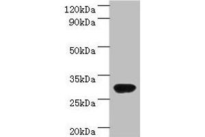 Western blot All lanes: rbsK antibody at 2 μg/mL + DH5a whole cell lysate Secondary Goat polyclonal to rabbit IgG at 1/10000 dilution Predicted band size: 33 kDa Observed band size: 33 kDa (Ribokinase Antikörper  (AA 1-309))