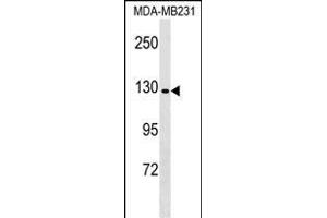 CNTN Antibody (C-term) (ABIN1536683 and ABIN2848914) western blot analysis in MDA-M cell line lysates (35 μg/lane). (CNTNAP4 Antikörper  (C-Term))