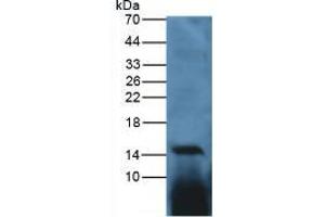Western blot analysis of Chicken Spleen Tissue. (IL-17 Antikörper  (AA 25-169))
