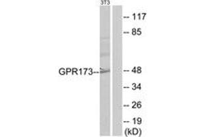 Western blot analysis of extracts from NIH-3T3 cells, using GPR173 Antibody. (GPR173 Antikörper  (AA 251-300))