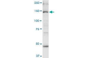 MYO6 monoclonal antibody (M02), clone 2E12. (Myosin VI Antikörper  (AA 1188-1285))