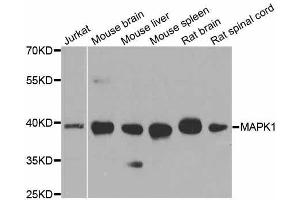 Western blot analysis of extracts of various cell lines, using MAPK1 antibody. (ERK2 Antikörper  (AA 200-300))