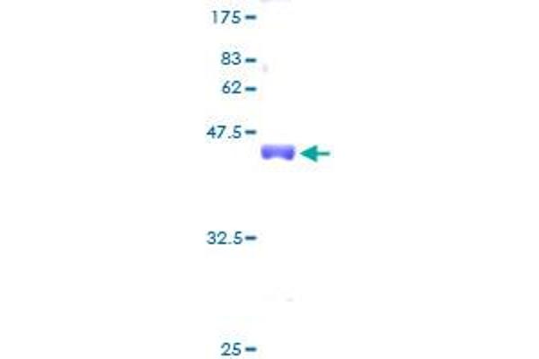 RPS20 Protein (AA 1-119) (GST tag)