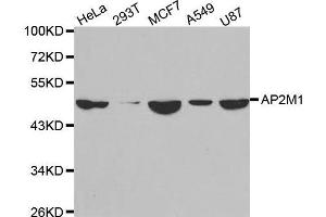 Western blot analysis of extracts of various cell lines, using AP2M1 antibody. (AP2M1 Antikörper  (AA 134-433))