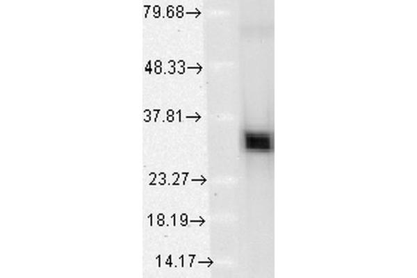 HMOX1 antibody  (AA 1-30) (HRP)