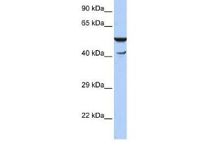 Western Blot showing HSPBAP1 antibody used at a concentration of 1-2 ug/ml to detect its target protein. (HSPBAP1 Antikörper  (N-Term))