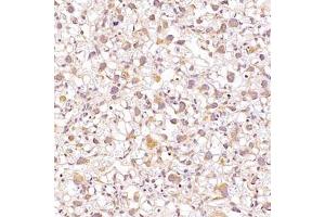 Immunohistochemistry analysis of paraffin-embedded mouse placentausing ALG6 (ABIN7073127) at dilution of 1:1200 (ALG6 Antikörper)