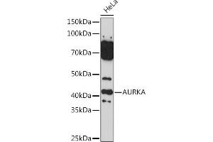 Western blot analysis of extracts of HeLa cells, using AURKA Rabbit pAb (ABIN3022969, ABIN3022970, ABIN3022971 and ABIN6219323) at 1:500 dilution.