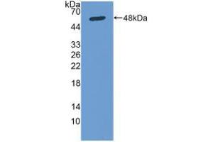 Western blot analysis of recombinant Human Osteonectin. (SPARC Antikörper  (AA 18-303))