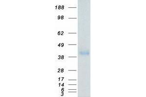 Validation with Western Blot