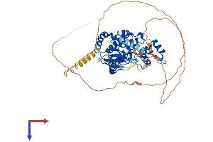 CDKL2 Protein (AA 1-493) (His tag)