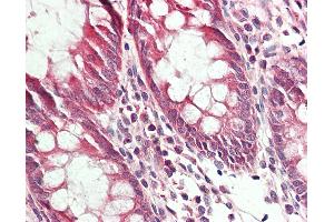 Anti-RRAGA antibody IHC staining of human colon. (RRAGA Antikörper  (FITC))