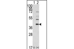 Western blot analysis of AOS1 (arrow) using rabbit polyclonal AOS1 Antibody (C-term) (ABIN389081 and ABIN2839278). (SAE1 Antikörper  (C-Term))