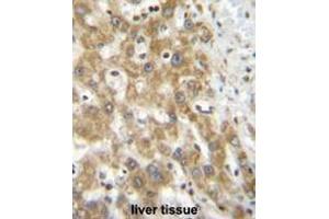 NPS3A Antibody (Center) immunohistochemistry analysis in formalin fixed and paraffin embedded human liver tissue followed by peroxidase conjugation of the secondary antibody and DAB staining. (NIPSNAP3A Antikörper  (Middle Region))