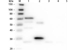 Western Blot of Anti-Chicken IgG (H&L) (DONKEY) Antibody (Min X Bv Gt GP Ham Hs Hu Ms Rb Rt & Sh Serum Proteins) . (Esel anti-Huhn IgG (Heavy & Light Chain) Antikörper)