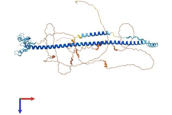 TRIM29 Protein (AA 1-588) (His tag)