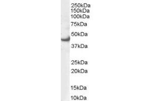 Image no. 1 for anti-Mitogen-Activated Protein Kinase 3 (MAPK3) (N-Term) antibody (ABIN374560) (ERK1 Antikörper  (N-Term))