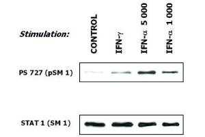 Induction of phosphorylation of STAT1 (Western Blotting) Fig. (STAT1 Antikörper)