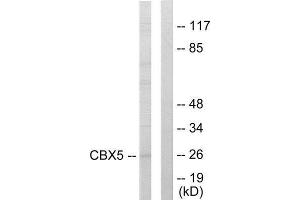 Western Blotting (WB) image for anti-Chromobox Homolog 5 (CBX5) (Internal Region) antibody (ABIN1849370) (CBX5 Antikörper  (Internal Region))