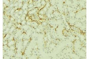 ABIN6277101 at 1/100 staining Mouse kidney tissue by IHC-P. (SORD Antikörper  (Internal Region))