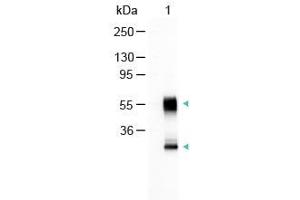 Western Blot of Alkaline Phosphatase Conjugated Goat Anti-Mouse IgG Antibody Lane 1: Mouse IgG Load: 100 ng per lane Secondary antibody: Alkaline Phosphatase Conjugated Goat Anti-Mouse IgG Antibody at 1:1000 for 60 min at RT Block: ABIN925618 for 30 min RT Predicted/Observed size: 55 and 28 kDa, 55 and 28 kDa (Ziege anti-Maus IgG (Heavy & Light Chain) Antikörper (Alkaline Phosphatase (AP)) - Preadsorbed)