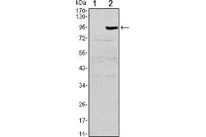 Western Blotting (WB) image for anti-Tumor Necrosis Factor Receptor Superfamily, Member 11b (TNFRSF11B) antibody (ABIN969440)