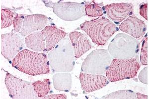 Anti-GPRC6A antibody  ABIN1048922 IHC staining of human skeletal muscle. (GPRC6A Antikörper  (N-Term))