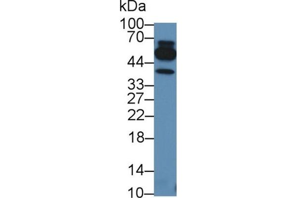 LTA anticorps  (AA 49-202)
