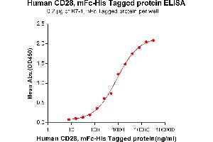 ELISA plate pre-coated by 2 μg/mL (100 μL/well) Human B7-1, hFc tagged protein ABIN6961158, ABIN7042345 and ABIN7042346 can bind Human CD28, mFc-His tagged protein (ABIN6961087, ABIN7042203 and ABIN7042204) in a linear range of 125-4000 ng/mL. (CD28 Protein (CD28) (AA 19-152) (mFc-His Tag))