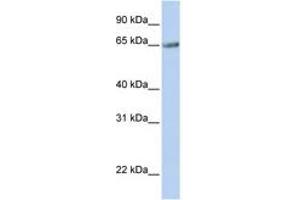 Image no. 1 for anti-Transmembrane 9 Superfamily Member 1 (TM9SF1) (AA 144-193) antibody (ABIN6743324) (TM9SF1 Antikörper  (AA 144-193))