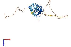 EHF Protein (AA 1-300) (His tag)