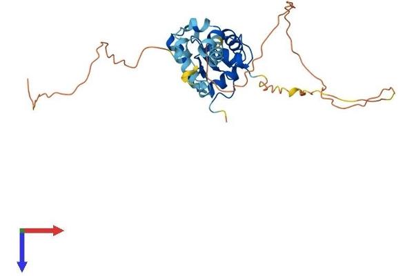 EHF Protein (AA 1-300) (His tag)