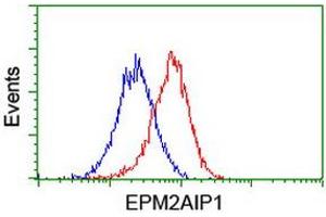 Flow Cytometry (FACS) image for anti-EPM2A (Laforin) Interacting Protein 1 (EPM2AIP1) antibody (ABIN1498045) (EPM2AIP1 Antikörper)