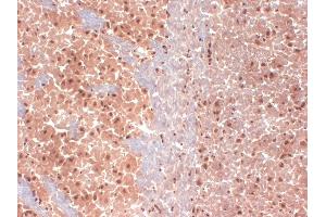 IHC analysis of HCN1 in frozen sections of mouse brain extract using HCN1 antibody. (HCN1 Antikörper  (AA 778-910))