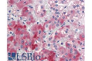 ABIN5539762 (5µg/ml) staining of paraffin embedded Human Adrenal Gland. (ENC1 Antikörper  (Internal Region))