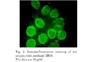 Immunofluorescence (IF) image for anti-Nucleoporin 98kDa (NUP98) (AA 1-466) antibody (ABIN2452066)
