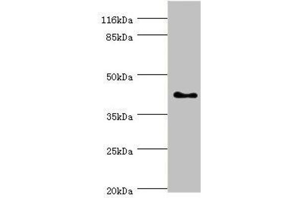 SH3G2 Antikörper  (AA 1-270)