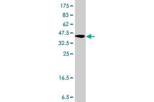Western Blotting (WB) image for anti-UDP-Gal:betaGlcNAc beta 1,4- Galactosyltransferase, Polypeptide 4 (B4GALT4) (AA 35-134) antibody (ABIN563750)
