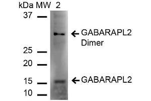 Western blot analysis of Rat Liver cell lysates showing detection of ~14 kDa GABARAPL2 protein using Rabbit Anti-GABARAPL2 Polyclonal Antibody .