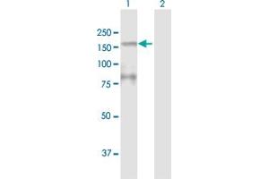Western Blot analysis of MYBBP1A expression in transfected 293T cell line by MYBBP1A MaxPab polyclonal antibody. (MYBBP1A Antikörper  (AA 1-1328))