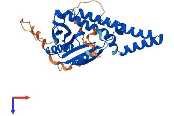 NAT8L Protein (AA 1-302) (His tag)