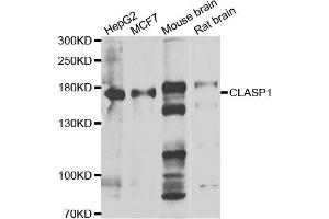 Western blot analysis of extracts of various cell lines, using CLASP1 antibody.