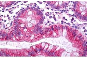 Anti-CES2 / Esterase antibody IHC staining of human colon.