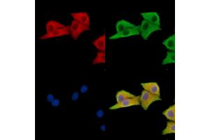 ABIN7096614 and ABIN7100678 staining HepG2 cells by IF/ICC. (MON1A Antikörper)