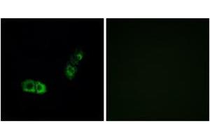 Immunofluorescence analysis of A549 cells, using BRS3 Antibody. (BRS3 Antikörper  (AA 161-210))