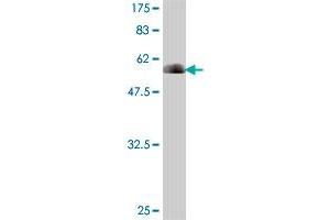 Western Blotting (WB) image for anti-phospholipid Scramblase 1 (PLSCR1) (AA 1-318) antibody (ABIN562283)