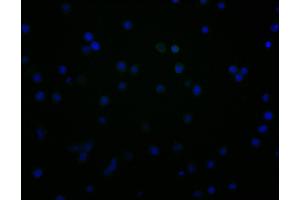 Immunofluorescence staining of JK cells with ABIN7147163 at 1:100, counter-stained with DAPI. (CD48 Antikörper  (AA 27-220))