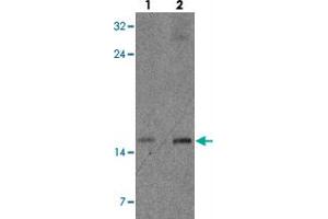 Western blot analysis of CISD2 in rat brain tissue with CISD2 polyclonal antibody  at (lane 1) 1 and (lane 2) 2 µg/m. (CISD2 Antikörper  (Internal Region))
