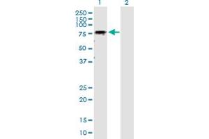 Western Blot analysis of GALNT6 expression in transfected 293T cell line by GALNT6 MaxPab polyclonal antibody. (GALNT6 Antikörper  (AA 1-622))